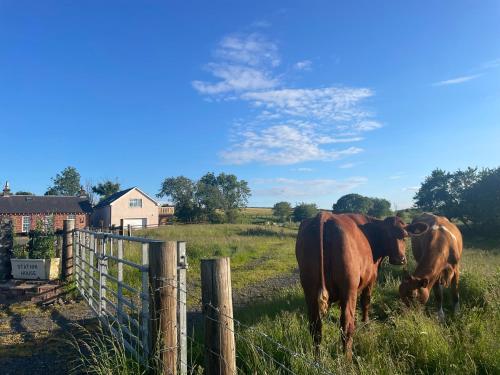 two cows standing in a field next to a fence at West Coast Whistlestop in Ochiltree