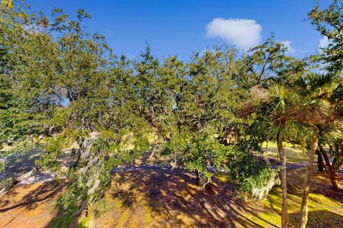 a group of trees on the side of a hill at Driftwood Villa - 267 in Edisto Island