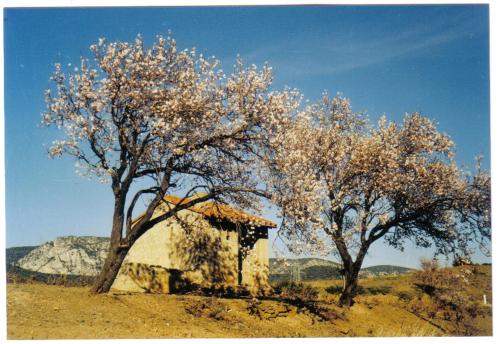 two trees in front of a building in a field at Apartment the Haven in Cucugnan