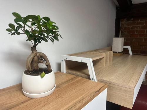 a potted plant sitting on top of a wooden table at Rembrandt Hostel in Krakow