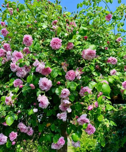 a bunch of pink flowers on a bush at Villa Verde Österlen in Glemminge