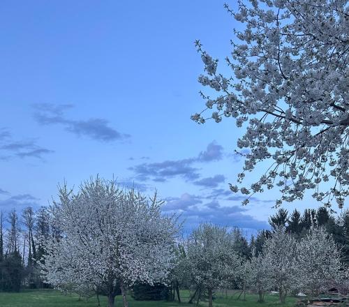 a group of trees with white flowers in a field at Zeitlos in Klein Beuchow