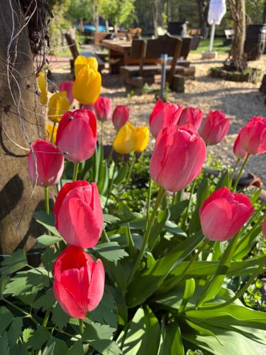 a bunch of pink and yellow tulips in a garden at Zeitlos in Klein Beuchow