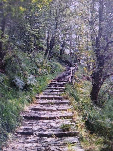 an old stone path in a forest with trees at casa della marsiglia in Curiglia