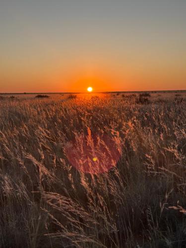a field of tall grass with the sunset in the background at Opiklip Wild Camping in Pofadder