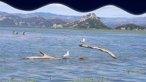 three birds sitting on a tree branch in the water at Yokana Villa & Pool in Virpazar