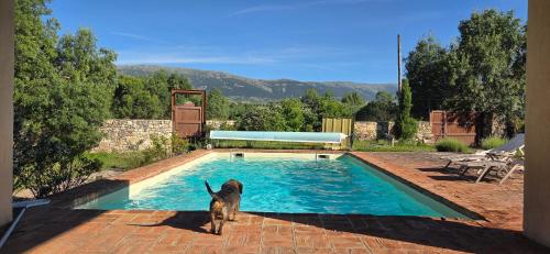 a dog standing in front of a swimming pool at Villa Cañicosa in Cañícosa