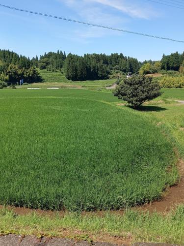 a field of grass with a tree in the middle at guest house mami in Taketa