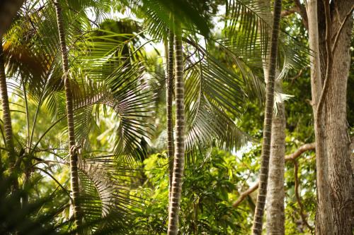 a group of palm trees in a forest at Whispering House in Tangalle