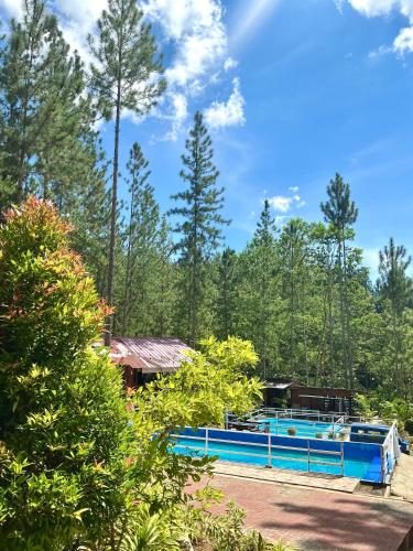 a swimming pool in the middle of a forest at Jeden Glass House Mountain View in Canayan