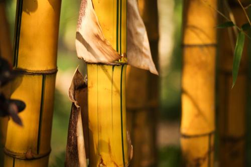a close up of a yellow pole with a plant at Whispering House in Tangalle