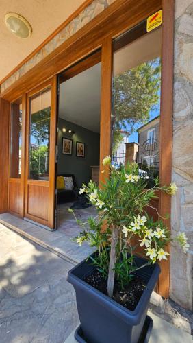 a plant in a pot in front of a door at D House in Chernomorets