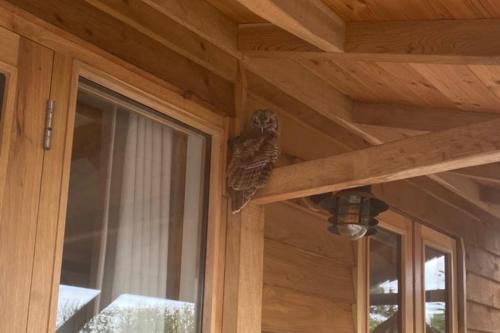 a bird sitting on the corner of a house at The Gatehouse Lodge Farm Stay, Distant Sea Views in Deal