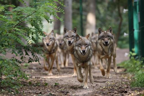 a group of wolves running down a path at Wolfcenter Gästezimmer in Dörverden