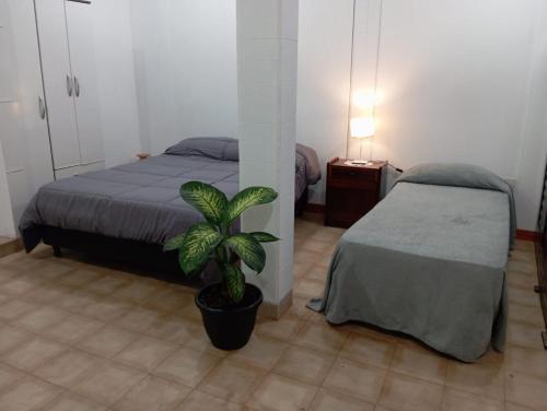 a bedroom with a bed and a potted plant at Casa jardin 2 in Jardín América
