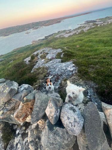 two dogs laying on top of a rock wall at Atlantic beach house in Dog Island