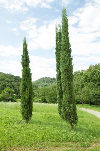 two trees in a field next to a road at Turistična kmetija Štanfel in Podsabotin
