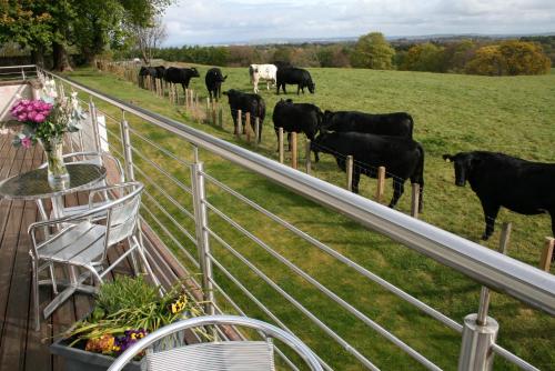 a herd of black cows standing on a field at Ayrs and Graces - Luxury Bed and Breakfast in Ayr