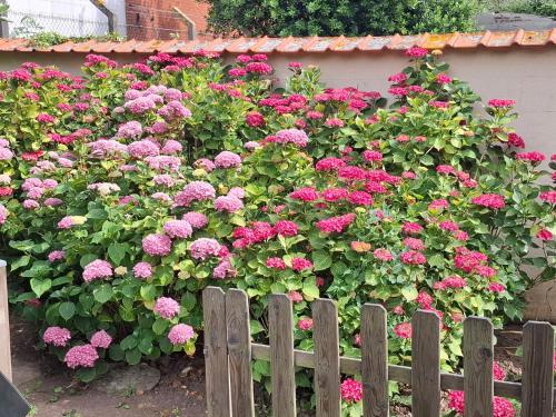 a bush of pink flowers behind a fence at Gîte deux couchages avec jardin privatif Proche des marais et forêt in Arques