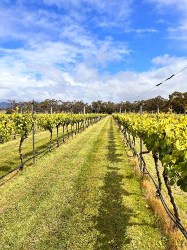 a row of wine grapes in a vineyard at The Cottage at Paramoor Winery in Carlsruhe
