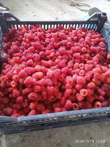 a bunch of raspberries sitting in a basket at Ak Bulak in Kurmenty