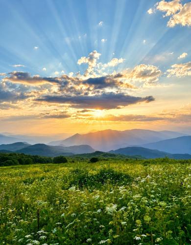 a field of flowers with the sunset in the background at Datvina Panorama Chalets Mravaldzali, Racha in Oni