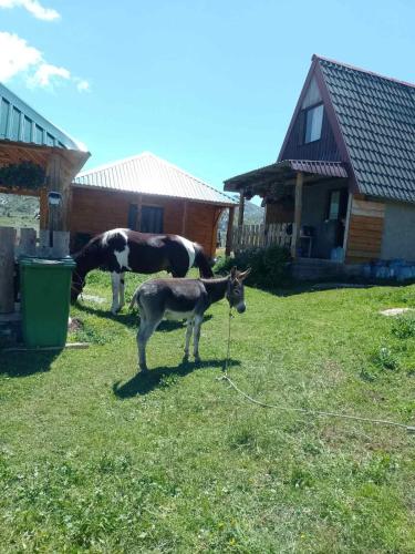 two horses standing in a yard with a goat at Konoba Vratlo Sinjajevina Ječmen Do in Kolašin