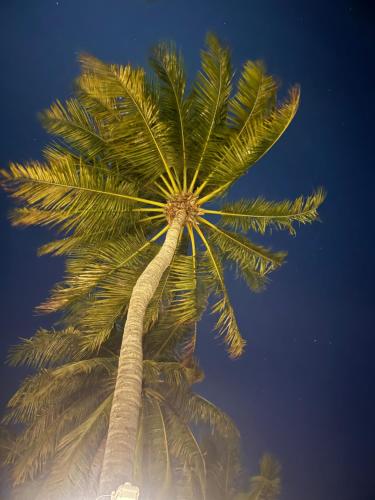 a palm tree looking up at the sky at Moodhu Residence in Maamigili