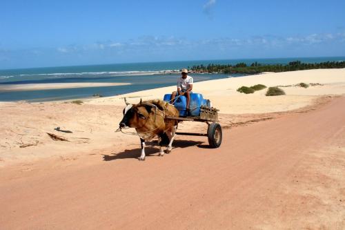 a man riding a ox drawn cart on the beach at Pousada Barra do Mundaú in Lavagem