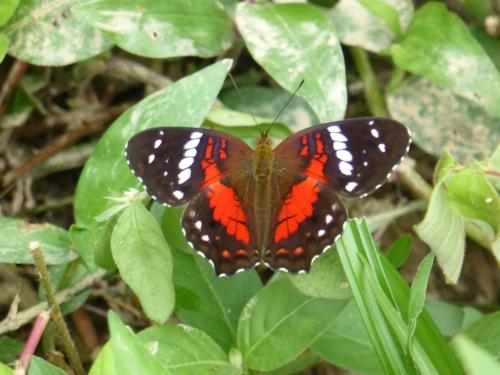 a butterfly is sitting on a green plant at Mirador Finca Morrogacho in Manizales
