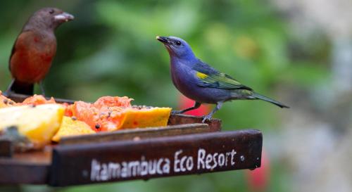 
a bird perched on top of a bird feeder at Itamambuca Eco Resort in Ubatuba

