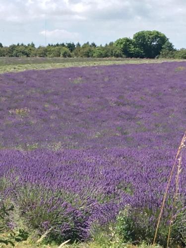 a field of purple flowers in a field at No.10 Broadway in Broadway