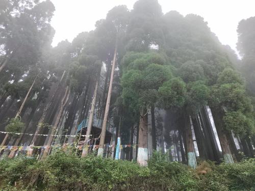 a group of trees on a hill with a fence at Margaret's Himalayan Nest in Kalimpong