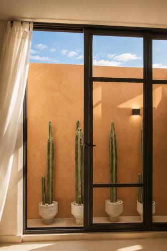 a window with cactuses in pots in a room at Ciruelo Tuyo in La Paz