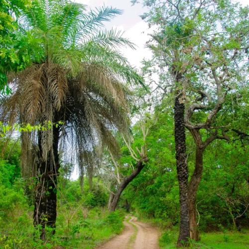 a dirt road through a forest with palm trees at SEN-CASA- TOURiSME in Kabadio