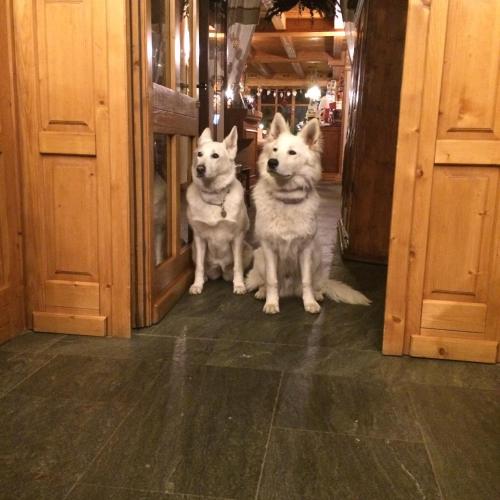 two dogs sitting next to each other in a doorway at Hotel Lyshaus in Gressoney-Saint-Jean
