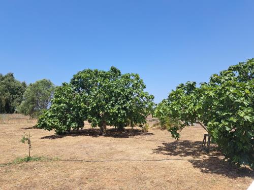 a row of apple trees in a field at pura natura Alghero in Alghero