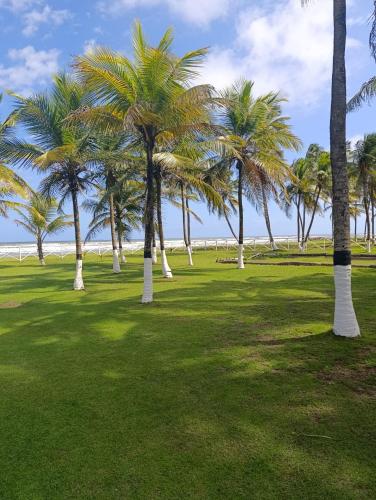 a group of palm trees in a park at Nautilus suites in Tucacas