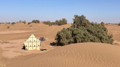 a tent in the middle of a desert with trees at Caravane du bonheur in Mhamid
