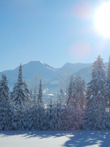 a group of trees covered in snow with mountains in the background at Pension Posthansl in Heiterwang