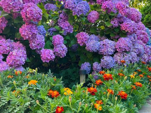 a bunch of purple flowers in a garden at Apartment LAKEVIEW in Plužine