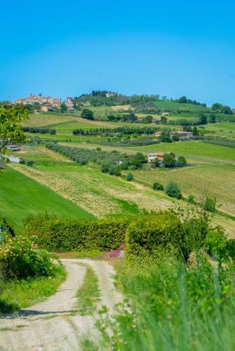 a dirt road in the middle of a green field at Podere Sorrentino in Offida