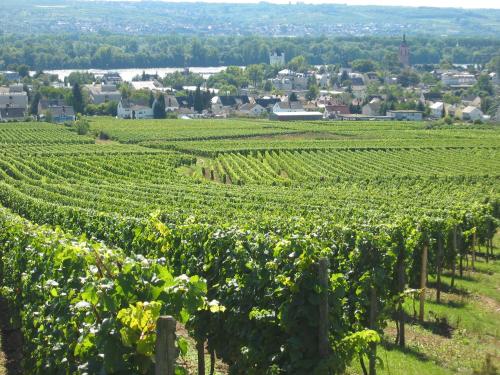 a vineyard with a city in the background at Weinhotel Koegler in Eltville