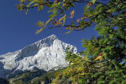 a snow covered mountain seen through the branches of a tree at Ferienappartment Zürker in Garmisch-Partenkirchen
