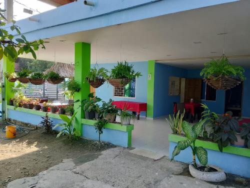 a store with plants in baskets on the wall at Villa faty in Coveñas