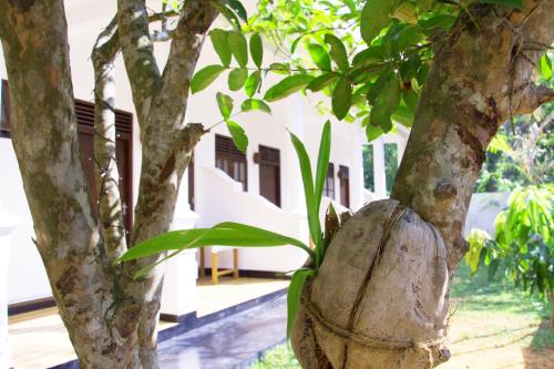 a coconut hanging from a tree in front of a building at Garden Inn in Mirissa