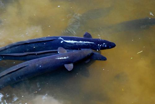 two blue fish swimming in the water at Apostles View Motel in Greymouth