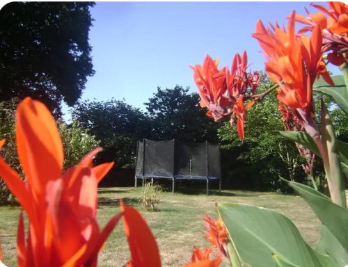 a group of orange flowers with a tent in the background at penty Broceliande 3 personnes in Guilliers