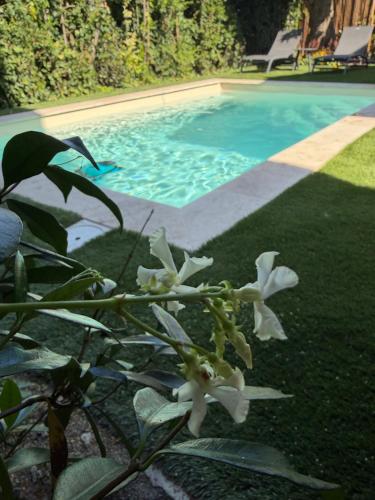 a plant with white flowers next to a swimming pool at Comme à la maison B and B - 2 chambres et 1 salon in Carcassonne