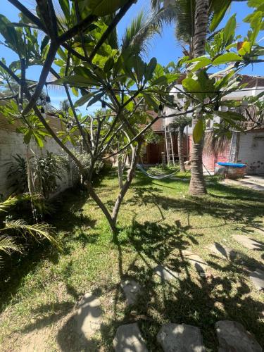 a tree in the yard of a house at Taroland in Máncora